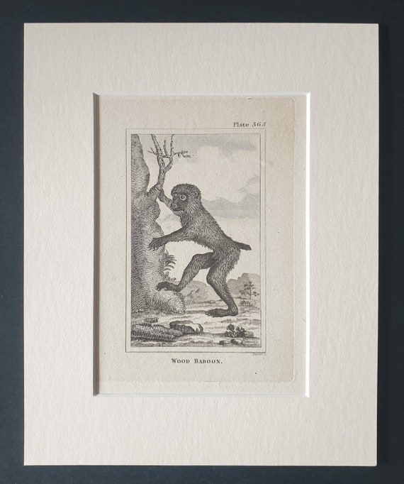Original 1812 Buffon print in mount - Wood Baboon
