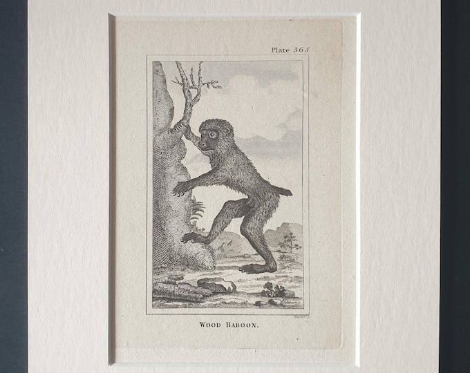 Original 1812 Buffon print in mount - Wood Baboon