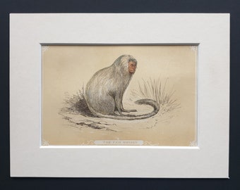 The Fair Monkey - Original 1851 John Tallis woodblock print
