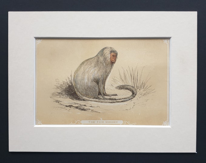 The Fair Monkey - Original 1851 John Tallis woodblock print