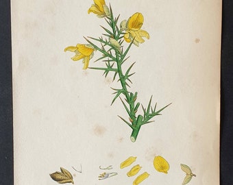 Common Furze - Original 1863 Sowerby hand coloured botanical print