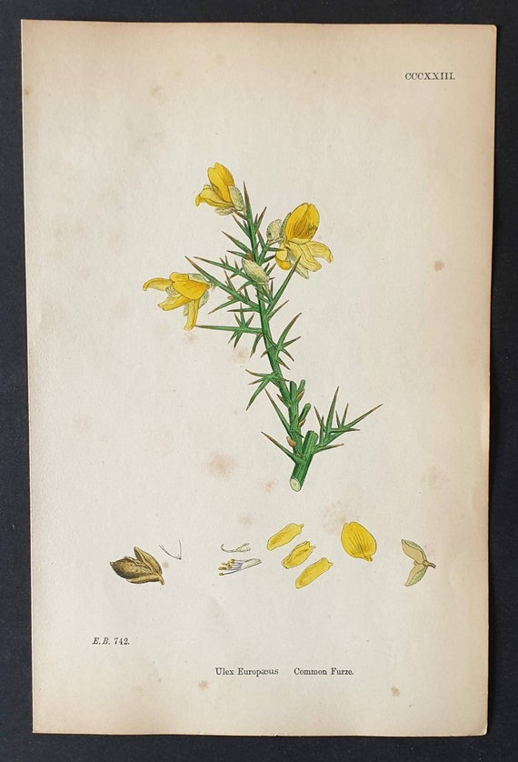 Original 1863 hand coloured botanical print - Common Furze