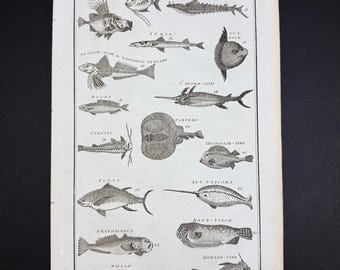 Fishes - Tab. V - Original c1785 Antique Print