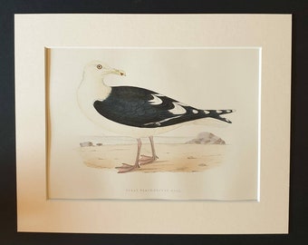 Great Black Backed Gull - Original 1891 hand coloured bird print in mount