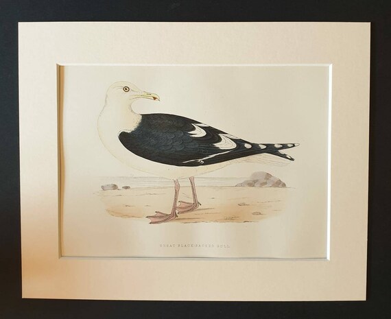 Original 1891 hand coloured bird print in mount - Great Black Backed Gull
