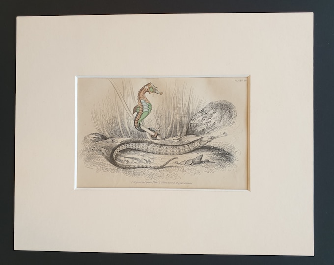 Aeguorial Pipe Fish, Short Nosed Hippocampus - Original c1860 hand coloured fish print in mount