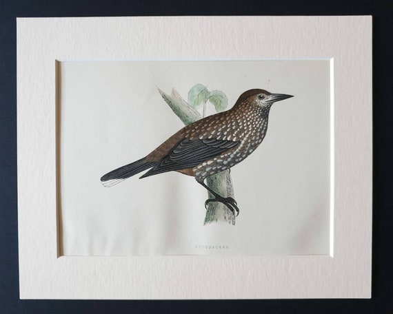 Original 1891 hand coloured bird print in mount - Nutcracker