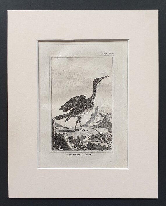 The Caural Snipe -  Original 1812 Buffon print in mount (206)