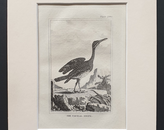The Caural Snipe -  Original 1812 Buffon print in mount (206)