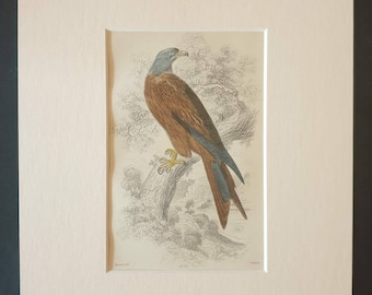 Kite - Original c1840 hand coloured bird print in mount