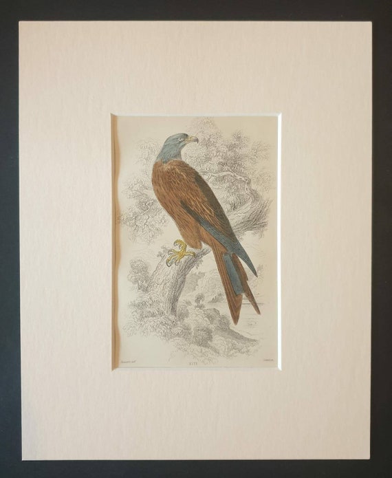 Original c1840 hand coloured bird print in mount - Kite