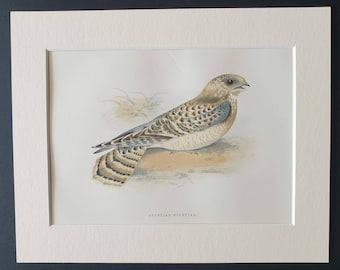 Egyptian Nightjar - Original 1891 hand coloured bird print in mount