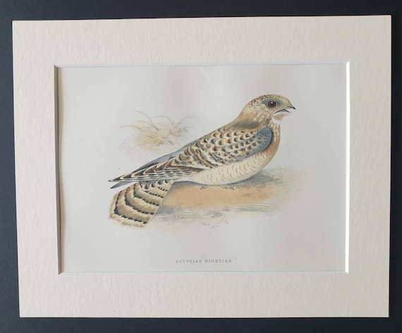 Original 1891 hand coloured bird print in mount -  Egyptian Nightjar