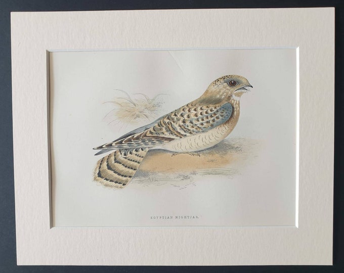 Original 1891 hand coloured bird print in mount -  Egyptian Nightjar