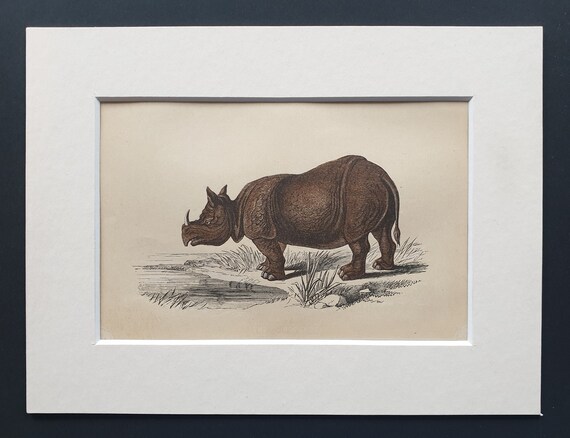 The Rhinoceros - Original 1851 John Tallis woodblock print