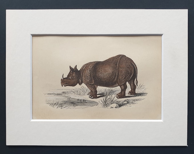 The Rhinoceros - Original 1851 John Tallis woodblock print