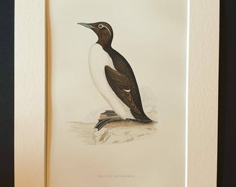 Ringed Guillemot - Original 1891 hand coloured bird print in mount