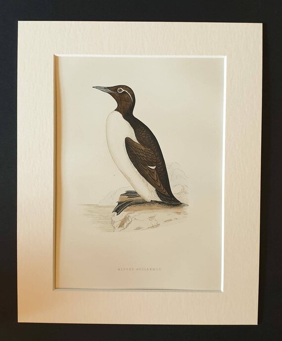 Original 1891 hand coloured bird print in mount - Ringed Guillemot