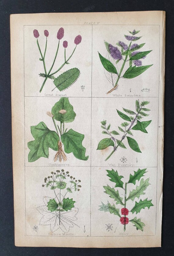 Original 1854 hand coloured botanical print