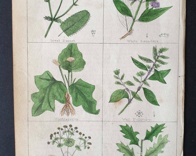 Original 1854 hand coloured botanical print