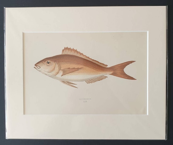 Erythrinus - Original 1877 'History of the Fishes of the British Islands' print
