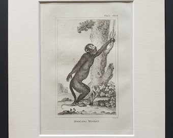 Howling Monkey - Original 1812 Buffon print in mount