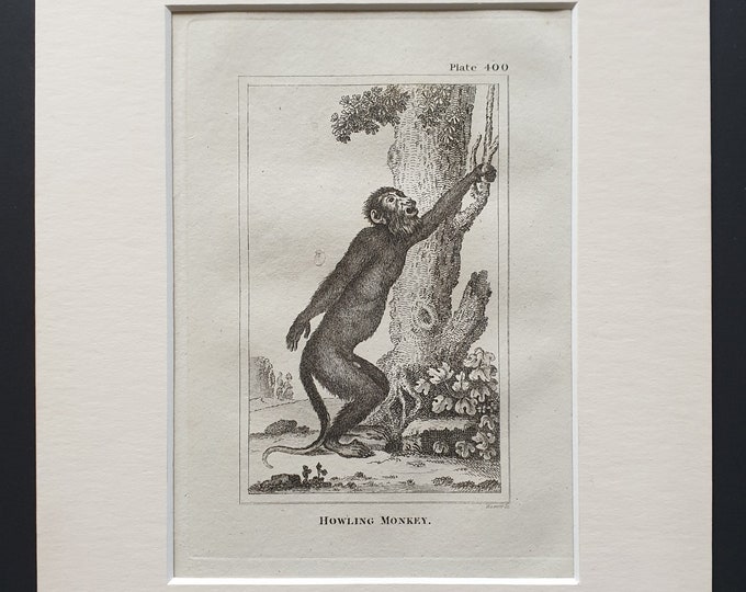 Howling Monkey - Original 1812 Buffon print in mount