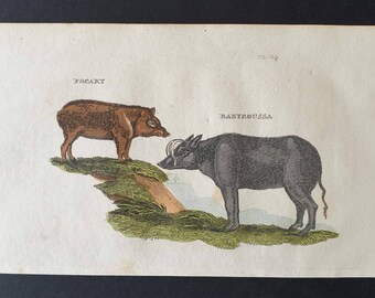 Pecary / Babyroussa - Original 1821 hand coloured animal print