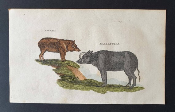 Original 1821 hand coloured animal print - Pecary/ Babyroussa