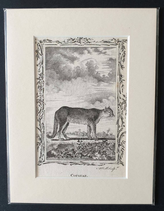 Original 1791 Buffon print - Cougar