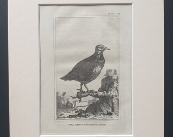 The White Bellied Pigeon - Original 1812 Buffon print in mount (50)