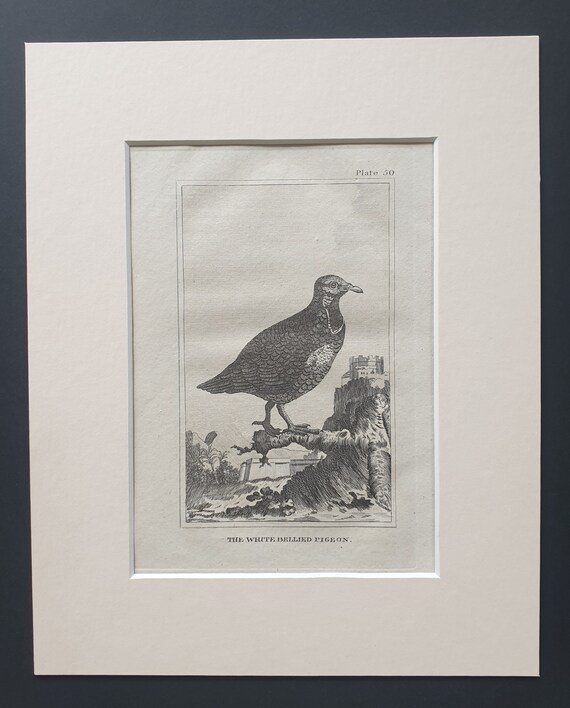 The White Bellied Pigeon - Original 1812 Buffon print in mount (50)
