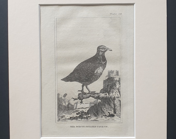The White Bellied Pigeon - Original 1812 Buffon print in mount (50)