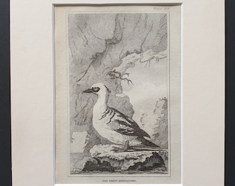 The Smew Merganser -  Original 1812 Buffon print in mount (216)