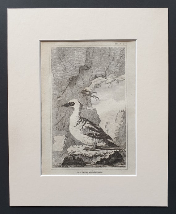 The Smew Merganser -  Original 1812 Buffon print in mount (216)