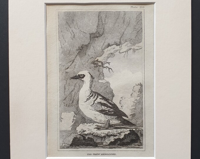 The Smew Merganser -  Original 1812 Buffon print in mount (216)