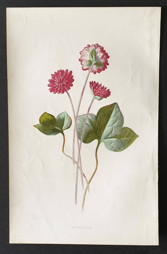 Original 1890 flower print - Hepatica