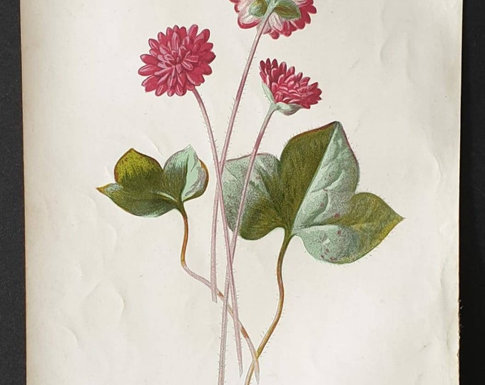 Original 1890 flower print - Hepatica