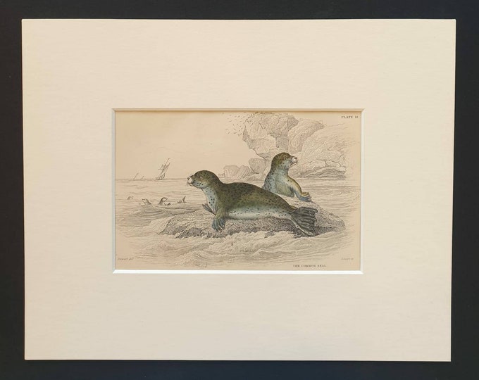 Original 1838 hand coloured mammalia print in mount - The Common Seal
