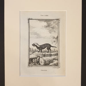 May include: An antique etching of a grison, a small South American mammal, standing on a grassy knoll. The black and white illustration is framed with decorative borders and includes the text "Plate LXXXI" and "GRISON."