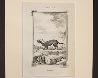 Grison - Original 1791 Buffon print in mount