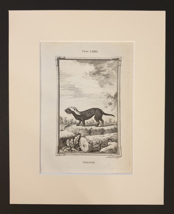 Grison - Original 1791 Buffon print in mount