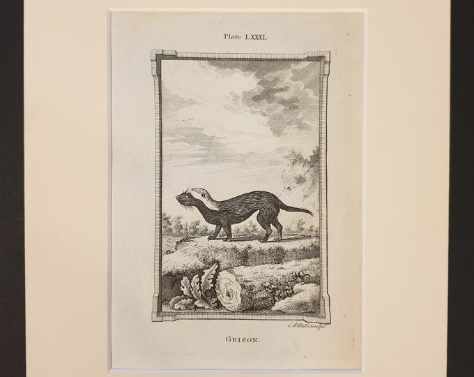 Grison - Original 1791 Buffon print in mount