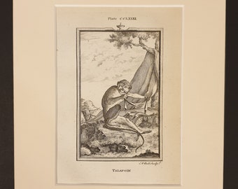 Talapoin - Original 1791 Buffon print in mount