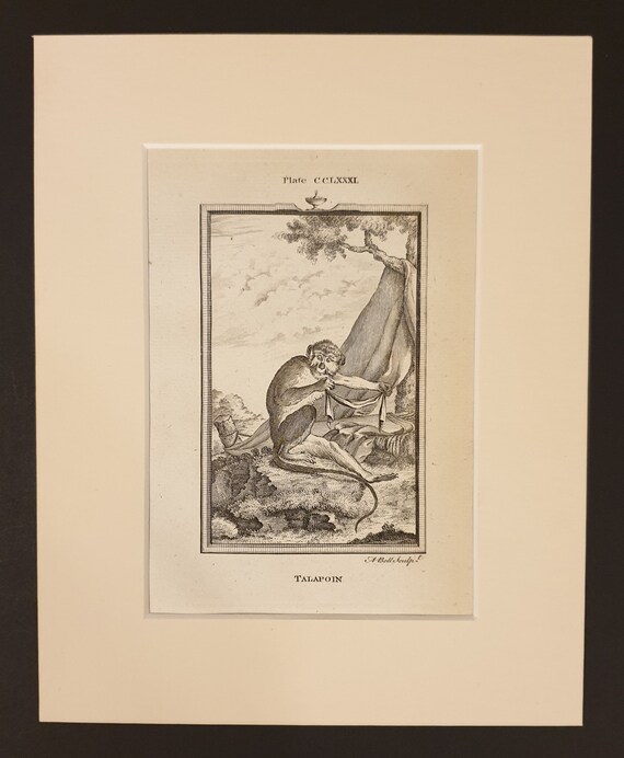 Talapoin - Original 1791 Buffon print in mount