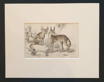 Fennec of Bruce, Red Backed Fennec - Original 1839 hand coloured mammalia print in mount