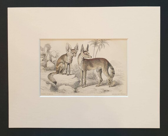 Original 1839 hand coloured mammalia print in mount - Fennec of Bruce, Red Backed Fennec
