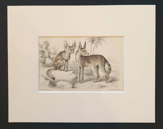 Original 1839 hand coloured mammalia print in mount - Fennec of Bruce, Red Backed Fennec
