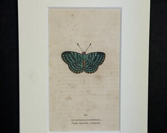 The Syncellus Butterfly - Original 1832 Hand Coloured Antique Print