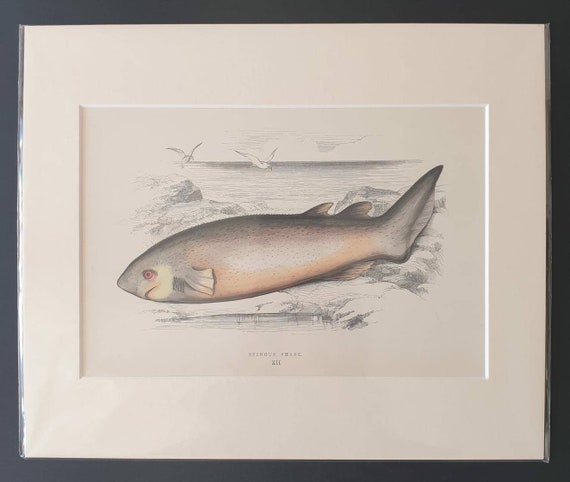 Spinous Shark - Original 1877 'History of the Fishes of the British Islands' print